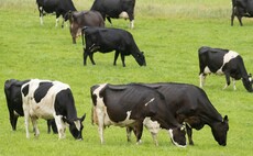 'Regional approach' to ending bovine TB in Wales 