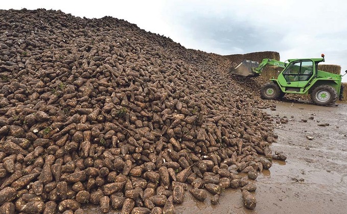 Vydate given emergency approval for use in sugar beet