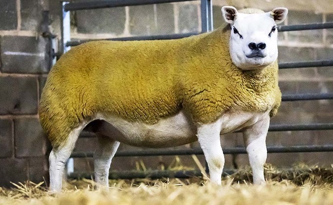 Texel Christmas Stars shine to 38,000gns