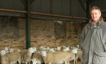 Sheep special: EasyCare sheep add value to mixed farming business