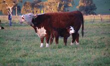 It is vital to monitor cows, and especially heifers, during the calving period to ensure any problems can be recognised and dealt with promptly.