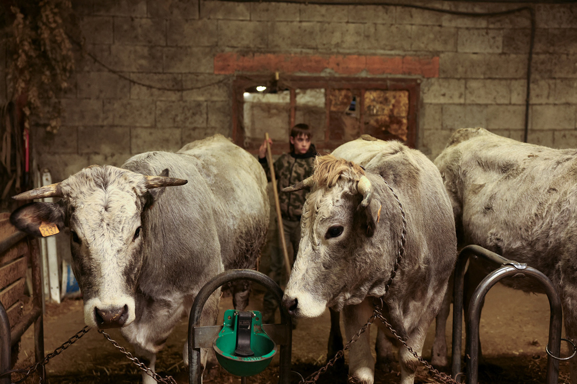 French govt to vaccinate 1mn cattle against lumpy skin disease