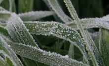 The GRDC is holding a webinar this Friday to help with frost management decisions. Image courtesy GRDC.