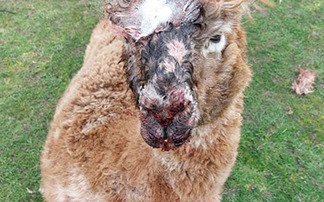 Dog attack leaves four alpacas dead on Cambridgeshire farm