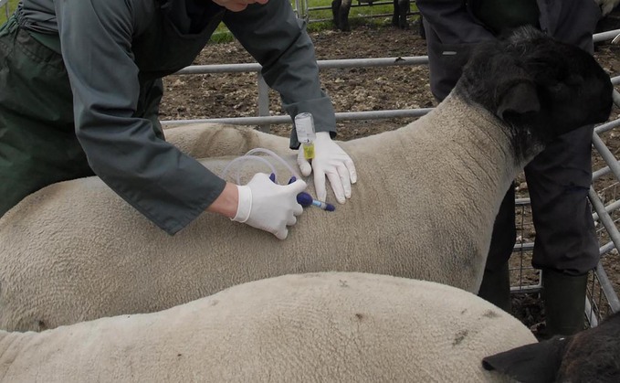 "The availability of an effective vaccine is an essential tool to help suppress future outbreaks by reducing viraemia, preventing mortality and reducing the clinical signs of BTV-3."