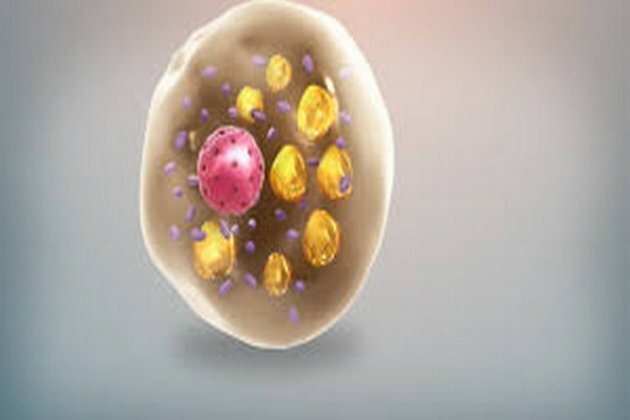 Study finds how glycogen is linked to heat generation in fat cells
