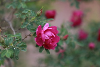 Plateau roses from NW China blossom onto global stage