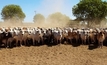 Cattle Council puts focus on supply chain