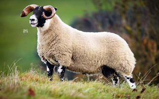 Blackface lambs top at £70,000 twice at Dalmally