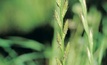 Ryegrass can be resistant to herbicides.