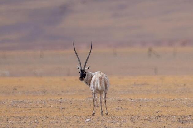 Digital-tech shields thriving biodiversity in China's national parks