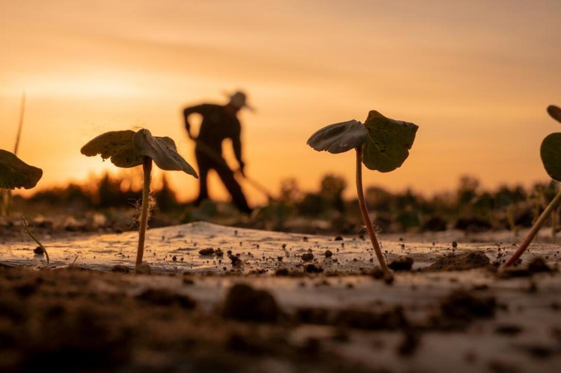 In Pics | Chinese farmers busy as early summer field work peaks