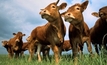 Brazil beef set to boom, but Australia still streets ahead