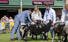 Livestock numbers show strength at this years Royal Welsh 