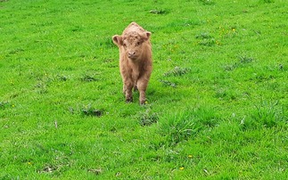 Two day old Highland calf stolen from Welsh farm