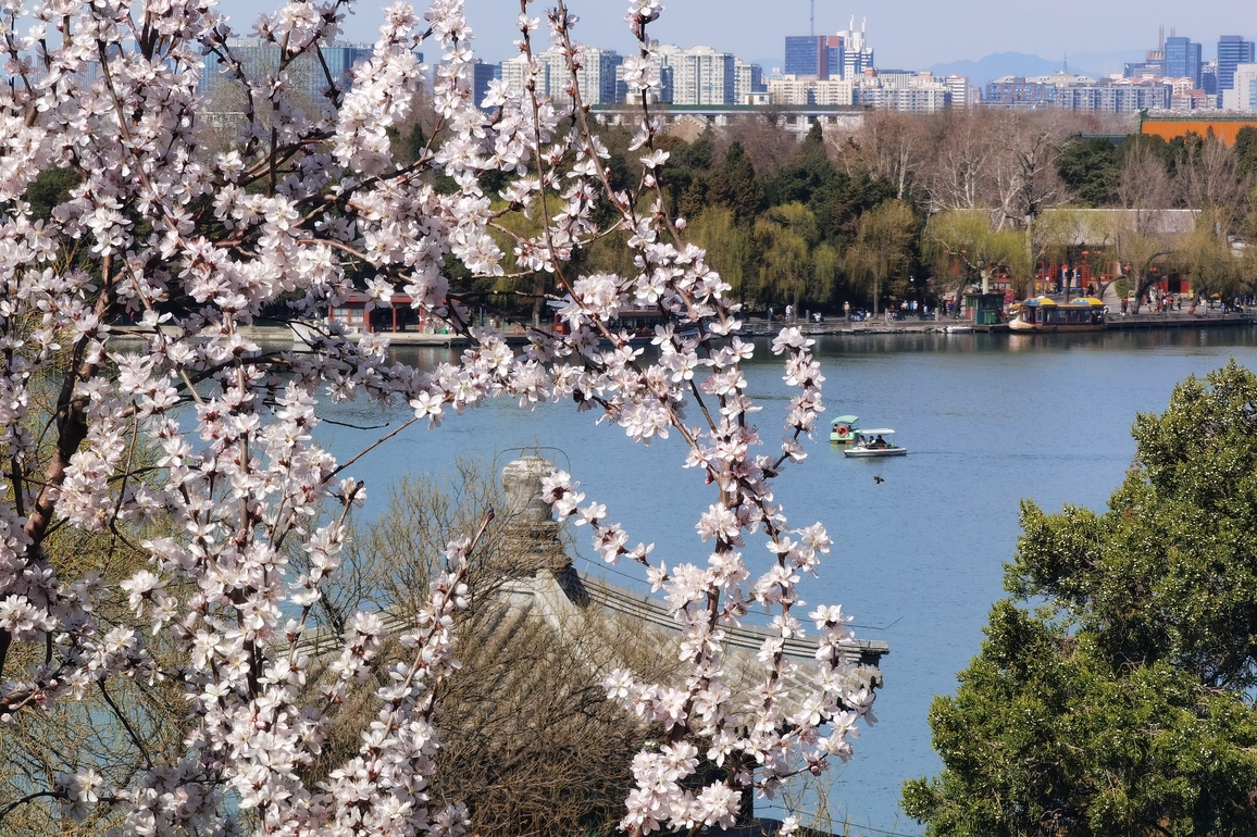 (EcoChina)CHINA-BEIJING-SPRING SCENERY (CN)