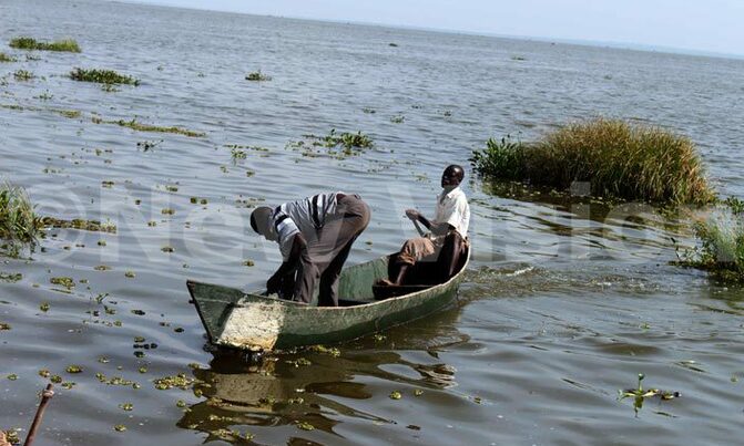 Fish farmers call for government intervention on feeds Fish farmers call for government intervention on feeds