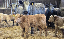 Vaccine ends calf scour crisis in beef herd hit by cryptosporidiosis