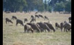  Lamb and mutton prices should rebound later this year, according to Rural Bank's latest outlook. Photo: Mark Saunders.