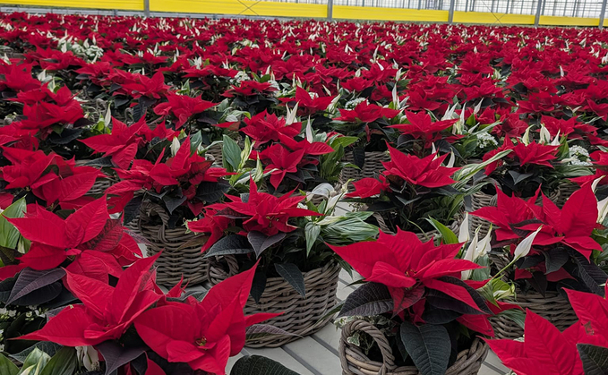 UK-grown poinsettia flowers make £1m+ presence on the Christmas market