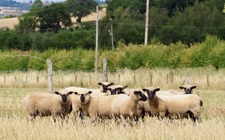 Shropshire sheep flock set for Royal Three Counties show 