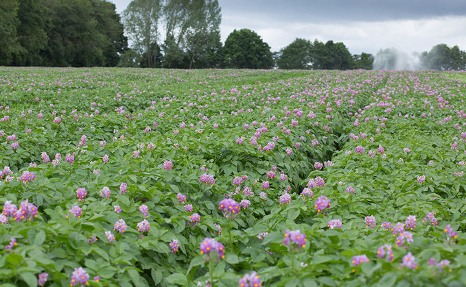 Weighing up the benefits of cover crops in potatoes