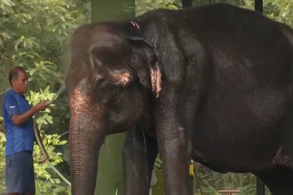 Regular baths to overhead sprinklers: Nandankanan Zoological Park takes heatwave protective measures for elephants