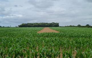 Partner Insight: Securing maize seed treatments for next year and into the future