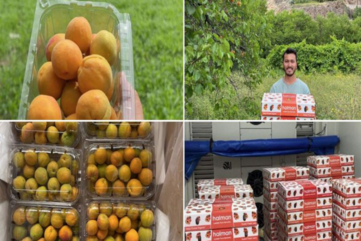 Kargil's apricots exported to Saudi, Kuwait, Qatar for first time