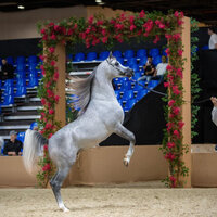 Judges announced for 23rd Dubai International Arabian Horse Championship