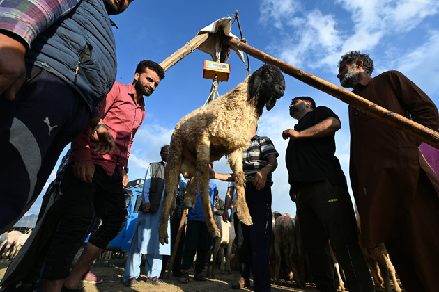 KASHMIR-SRINAGAR-EID AL-ADHA-LIVESTOCK MARKET