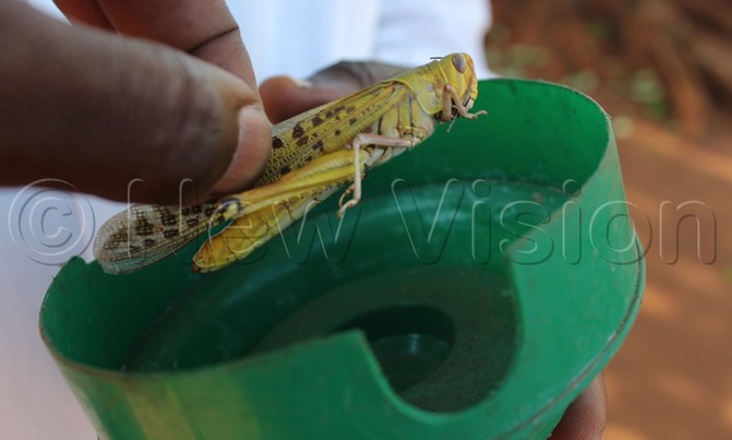 Locusts enter Iganga school Locusts enter Iganga school