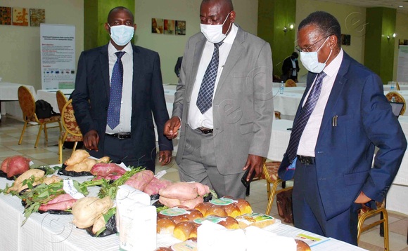 Polof. Samuel Kyamanywa ne Paul Mwambu nga bakebera ku lumonde ono. Ekifaananyi kya Agnes Nantambi. Polof. Samuel Kyamanywa ne Paul Mwambu nga bakebera ku lumonde ono. Ekifaananyi kya Agnes Nantambi.