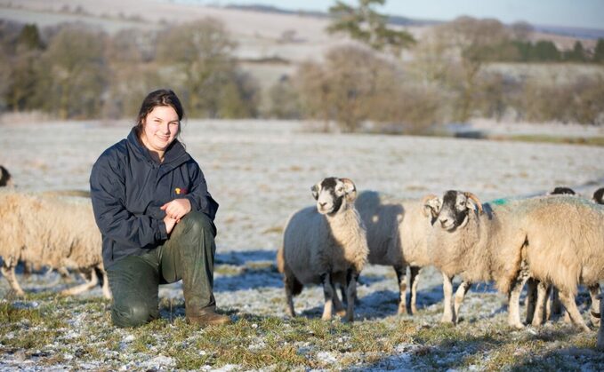 Draft Swaledale ewes are bought in each year and are put to Blufaced Leicester rams to breed Mules.