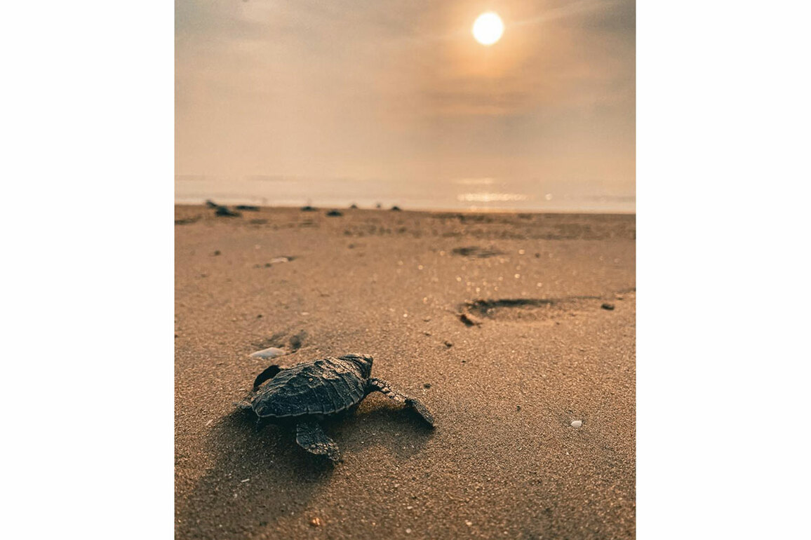 Tamil Nadu witnesses record 2.29 lakh Olive Ridley Turtle hatchlings this season