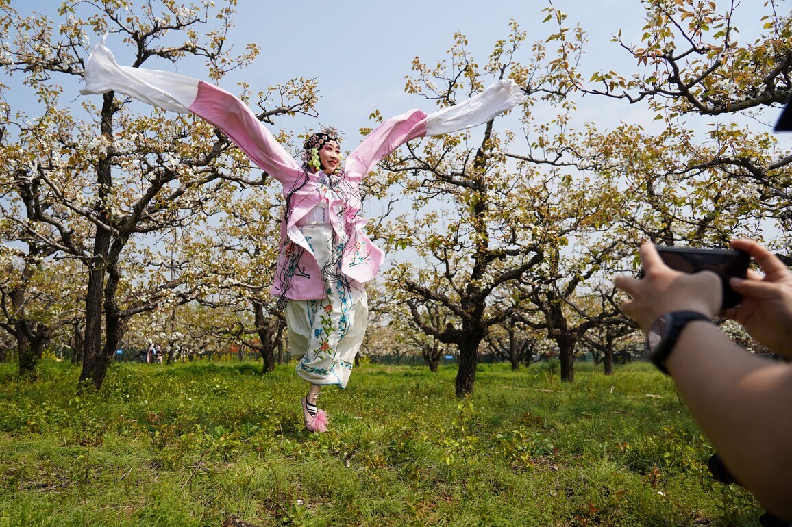 CHINA-SHANDONG-TENGZHOU-PEAR BLOSSOMS (CN)