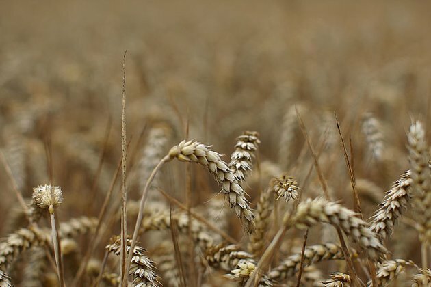 Russia will not export food to detriment of own market top official