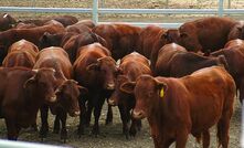 Vic saleyard improves cattle conditions