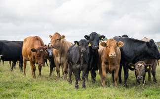 Preventing clostridial diseases in beef cattle