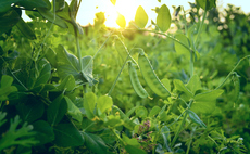 Scientists tout pea plant discovery as potential breakthrough for sustainable farming