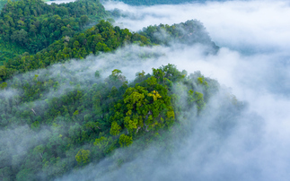 'A welcome sign': UK announces £400m loan for Tropical Forests Forever Facility