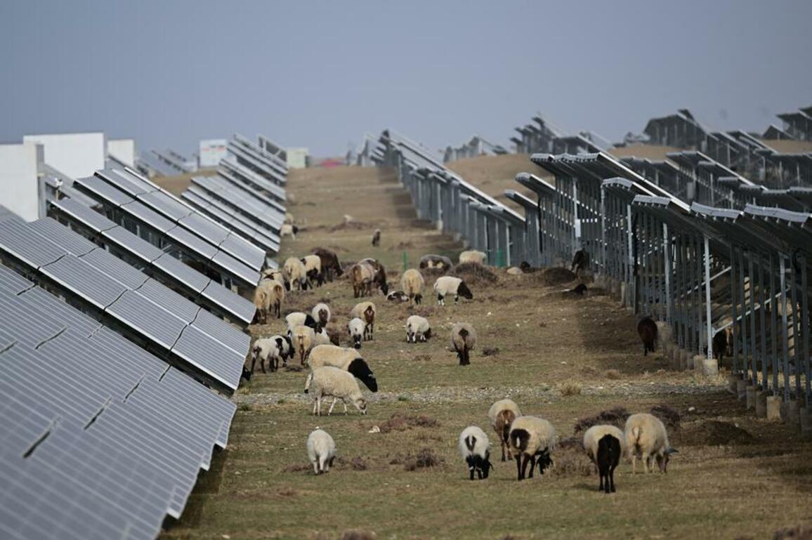 China's Qinghai pioneers green growth with ecology-first strategy