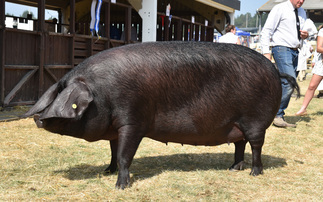 Large Black sow triumphs at Great Yorkshire Show