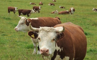 Australian cattle farmer takes Hereford breed challenge to High Court