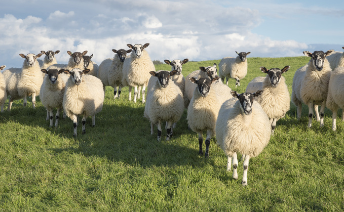 By the end of the sheep lameness and disease management project, average lameness prevalence had been reduced to 1.8%. 