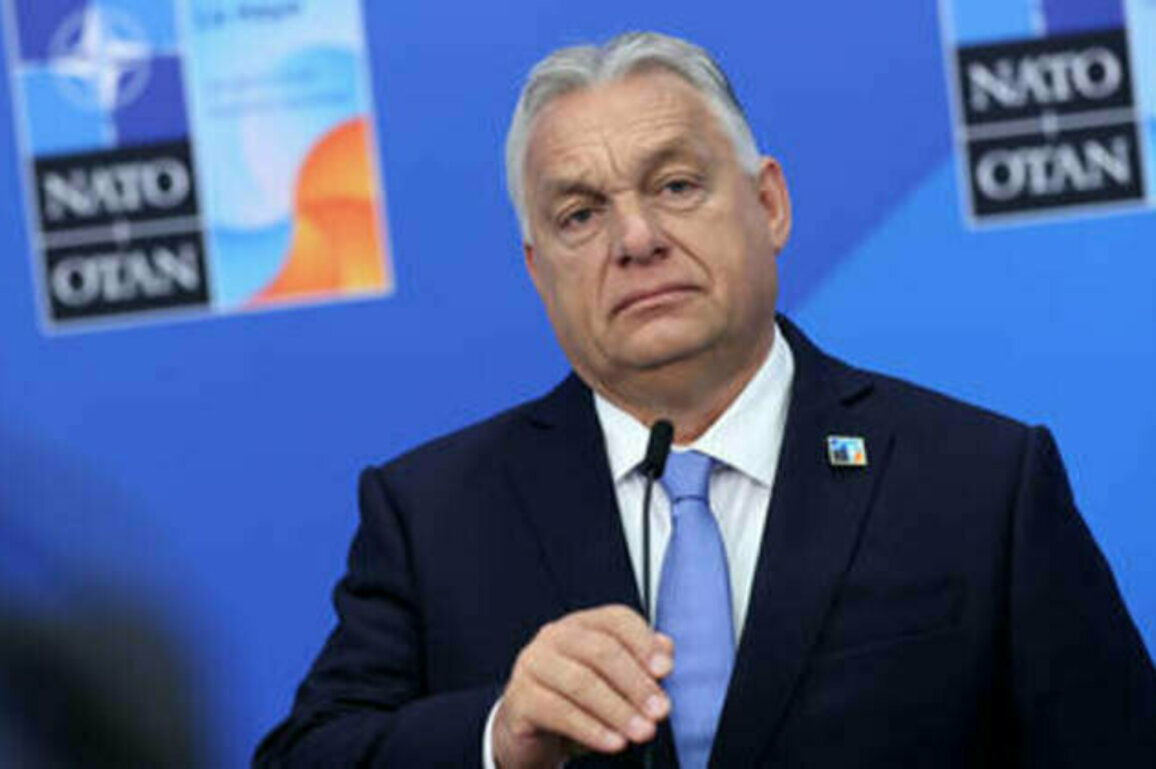 Ukraine in NATO would mean WWIII - Orban