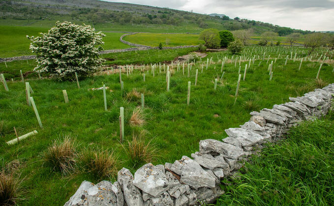 Tree planting on the lower slopes of Ingleborough, Yorkshire | Credit: Andrew Parkinson / WWF UK