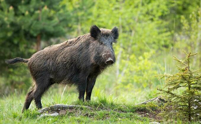 Scottish farmers warned to be vigilant on ASF risk