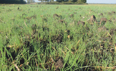 DNA could be the answer to black-grass success