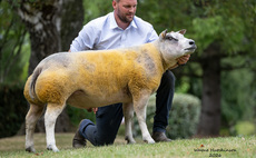 Beltex breed record smashed at premier sale